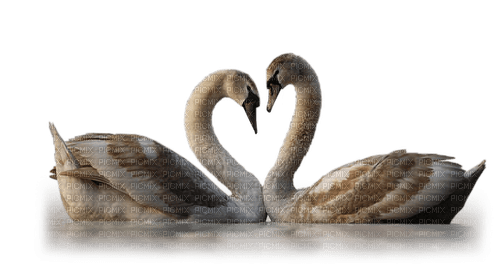 Kaz_Creations Swans - PNG gratuit