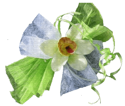 Blume, Schleife - Free PNG