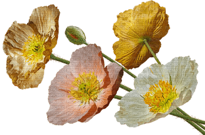 unikot, poppies, kukka, flower, fleur - PNG gratuit