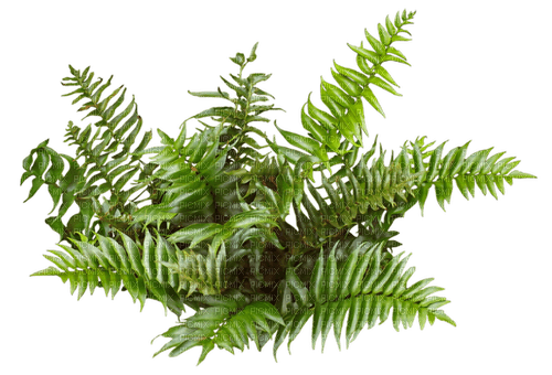 bush by nataliplus - ücretsiz png