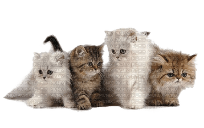 Cats'n'Kittens - kostenlos png