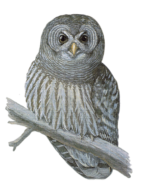 Kaz_Creations Owls Owl Birds Bird - gratis png