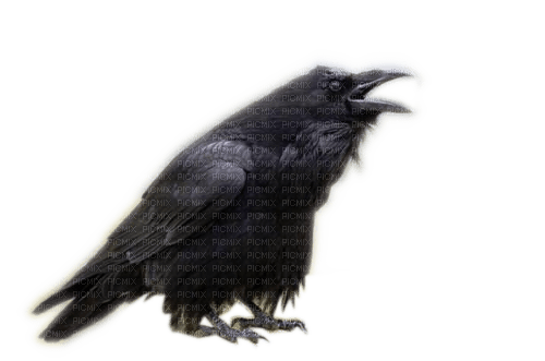Rena Rabe Krähe Vogel Bird black - png grátis