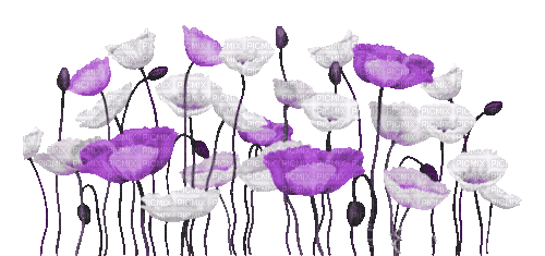 soave deco  border animated field white  purple - Безплатен анимиран GIF