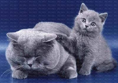 gros minou et son chaton - nemokama png
