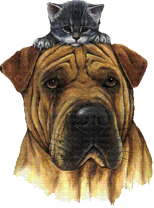 cat and dog gif - Nemokamas animacinis gif