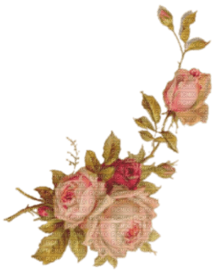 flower-roses-pink - ilmainen png