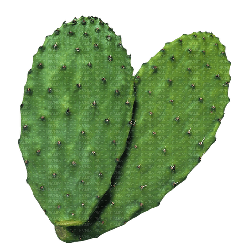 ✶ Cactus {by Merishy} ✶ - png gratuito