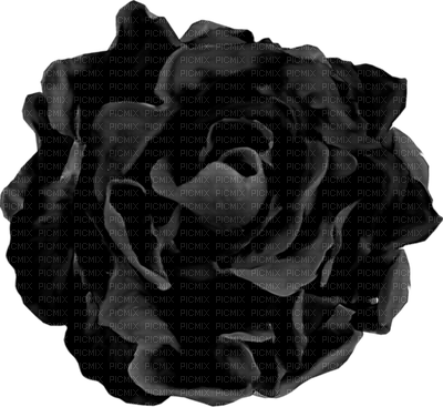 Flowers black bp - PNG gratuit