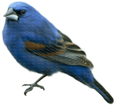 Kaz_Creations Birds Bird - ingyenes png