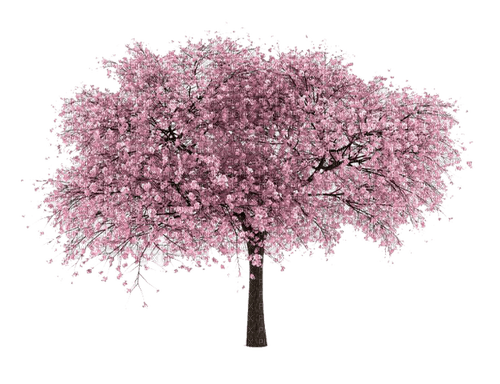 arbol primavera  dubravka4 - 無料png