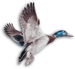 soave deco autumn bird duck vintage brown blue - Free PNG