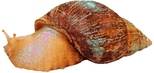 glitter snail :) - GIF เคลื่อนไหวฟรี