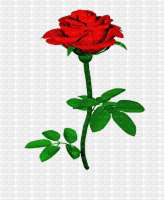 rose  rouge ( - Бесплатни анимирани ГИФ