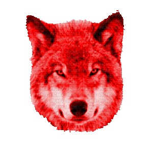 wolf - GIF animado gratis