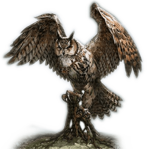 Rena Eule Owl Tier Animal Vogel Bird - безплатен png