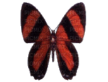 gif papillon - 免费动画 GIF