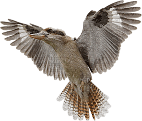 Birds bp - PNG gratuit