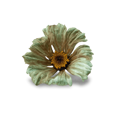 Kaz_Creations Deco Flowers Flower Colours - bezmaksas png