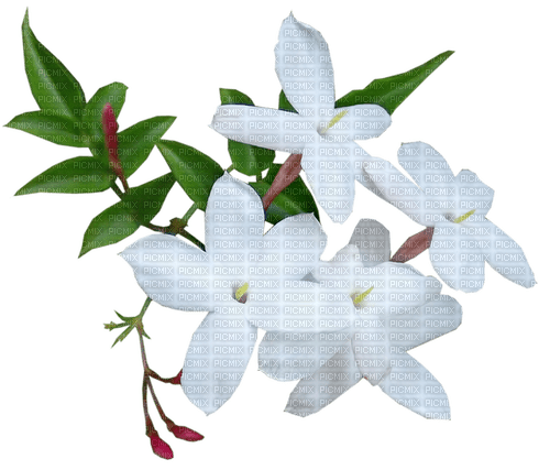 Jasmin Flower - ilmainen png
