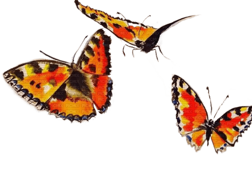 Бабочки.Акварель - besplatni png
