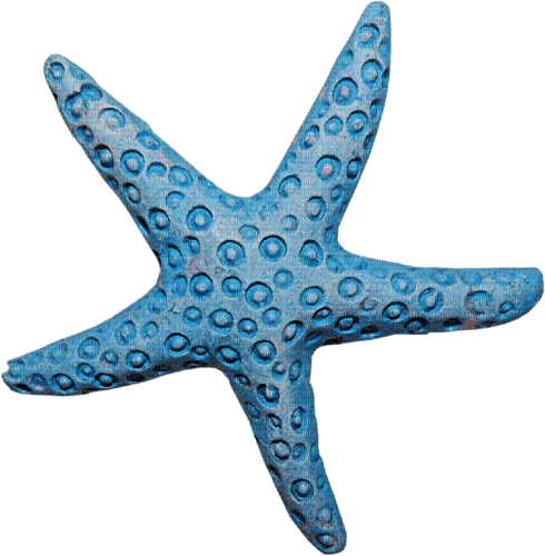 starfish Bb2 - безплатен png