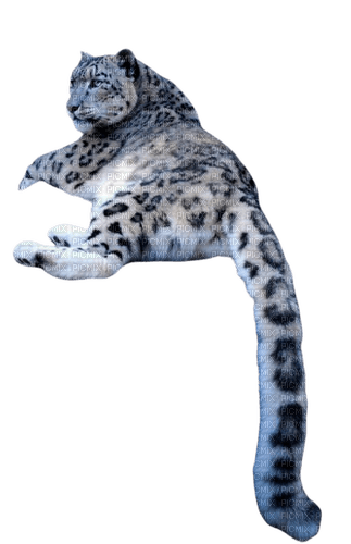 Leopard blanc - png ฟรี