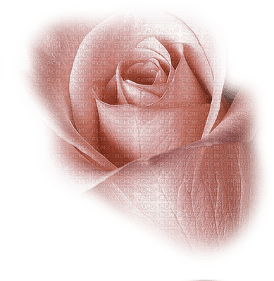blomma-ros-rosa - PNG gratuit