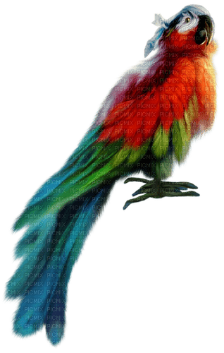 Попугай - PNG gratuit