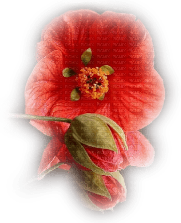 Red Flower - Bogusia - gratis png