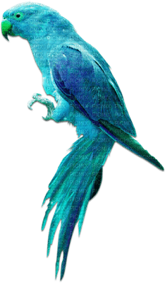 soave deco summer bird tropical parrot blue green - Free PNG