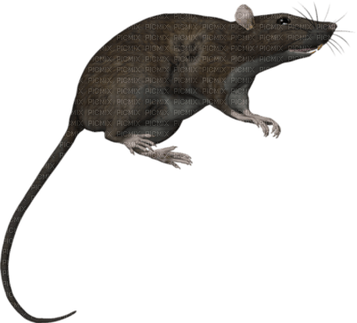 rat - nemokama png