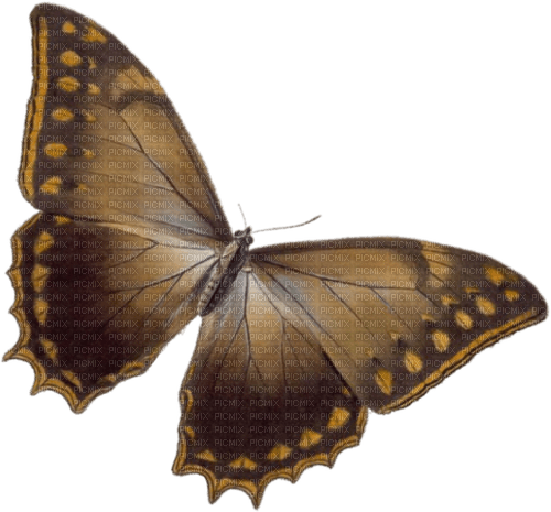 Papillon - besplatni png