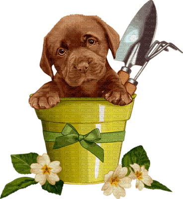 Puppy Dog in Garden Flowerpot - ingyenes png
