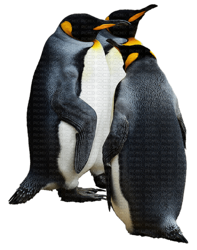 Pinguïn - png gratis