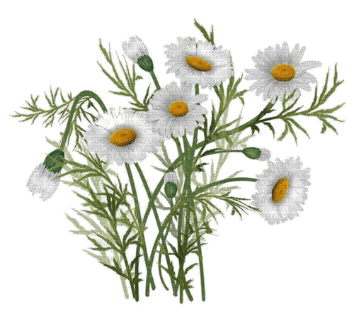 flowers milla1959 - фрее пнг