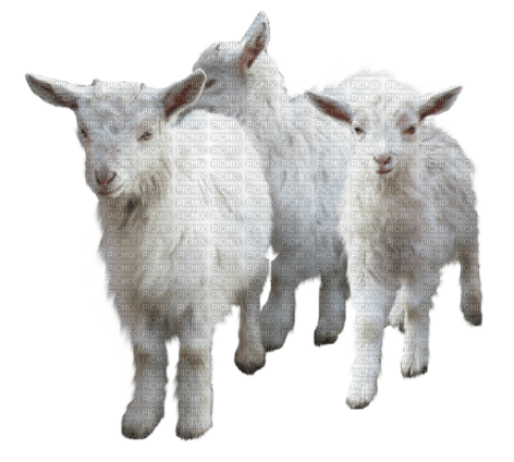 mouton - kostenlos png