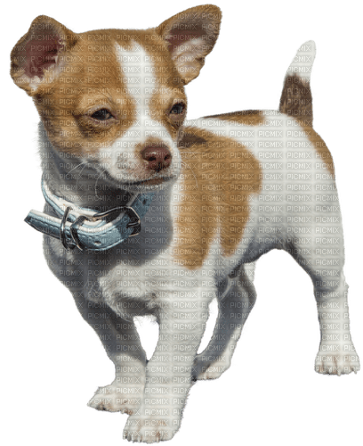 Chihuahua - ilmainen png