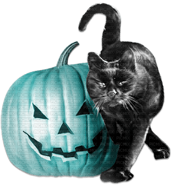 soave halloween deco animals pumpkin cat - png ฟรี
