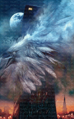 eagle Nitsa P - 免费动画 GIF