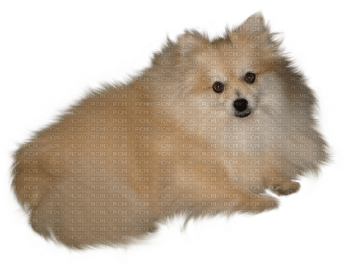 Pomeranian - bezmaksas png