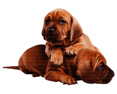 hundar-hund-dog-dogs - δωρεάν png