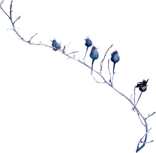 Blue.Branch.branche.Fleur.Victoriabea - png gratis