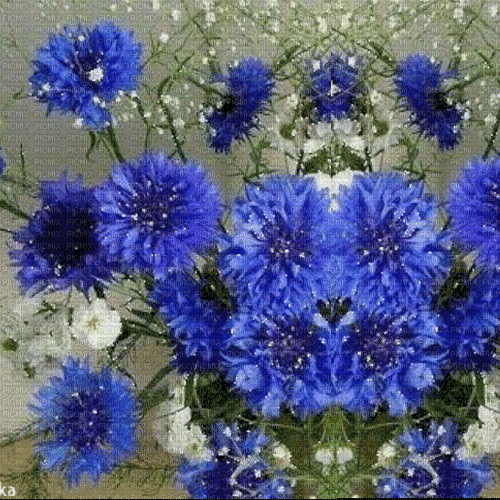 Blue Flowers.Fond.Background.Victoriabea - GIF animé gratuit