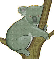 KOALA - Nemokamas animacinis gif