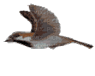 bird oiseaux vogel - Бесплатный анимированный гифка