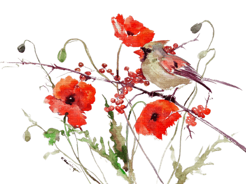 loly33 oiseaux coquelicot - zadarmo png