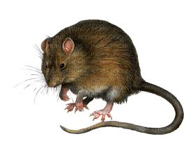 Kaz_Creations Rat Mouse - nemokama png