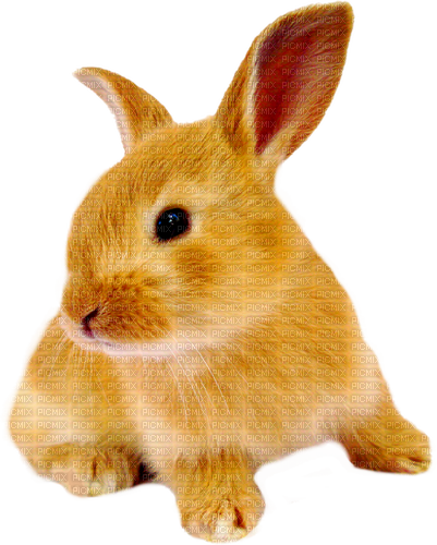 Bunny.Rabbit.Brown - zdarma png
