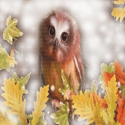 autumn owl chouette d'automne - zdarma png